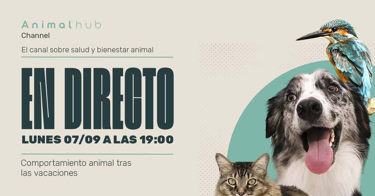Animalhub_es's tweet photo. ¡Nueva temporada de #AnimalHubChannel! Prepara "la vuelta al cole" de tu mascota.
Hablaremos de problemas de conducta que pueden surgir volver de las vacaciones.
🕖 Lunes 07/09/2020 a las 19:00
⏯️ https://t.co/4WwNF6dUDE
@COLVEMA @ocvespana @amvac_vet @ceve_vet @AVEPA_vet https://t.co/Bom7glZHWp