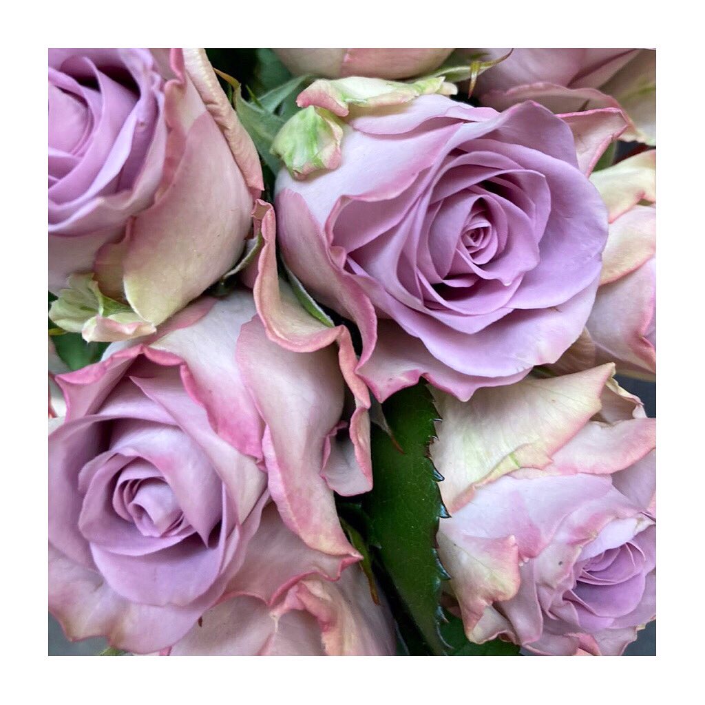 elgoncollection's tweet photo. Memory Lane ๐น๐ฟ
Bud Size - Medium
Colour - Violet
Stem Length - 40/50/60cm
Vase Life - 14 Days
#mountelgonorchards #elgoncollection #roseswithaheartofgold https://t.co/UPAVnKcYMB