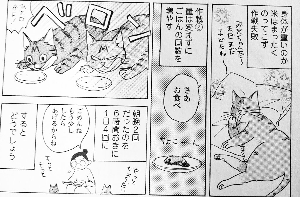 RTうちも一回のごはんの量を少なくしてこまめにあげているのですが、避妊手術をしてから急激に太ってしまった米をダイエットさせるのに獣医さんからすすめられてしばらくそうしていたらそのまま1日4食が定着してしまった…早朝起こされるのは厳しいのだが、狩りの本能が満たされているならいいか… 
