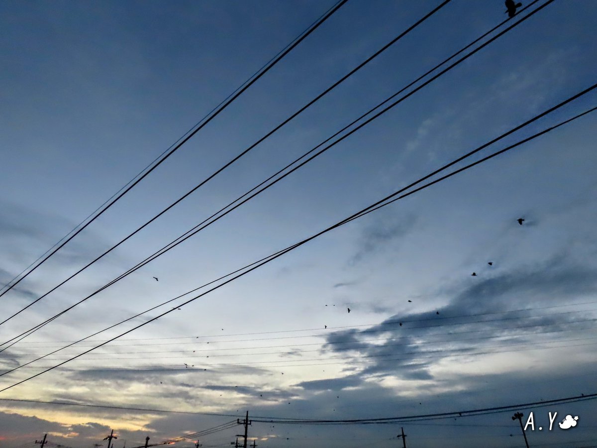 yumeasutw's tweet photo. #夕空 を行く
　カラス軍団

強い南風が吹き抜ける #夕暮れ 🌆
 #カラス の群れが風に煽られながら、東から #夕焼け空 に向かって次々と飛んで行きます。

街路樹から聞こえる、雀達の賑やかな囀り🐦🎶
雀のお宿になっているのかしら？

#烏 #Crow
#野鳥 #bird
#電線
#a2020 #a0907 #a202009 #a2020092 https://t.co/SBWw6xKFNm