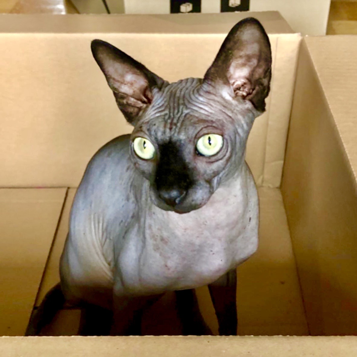 Lazarus, my Sphynx cat, and his Instagram! I don't have the live stream up (we mostly spent it talking about how he's toilet trained!), but you can catch wonderful updates of him here: https://www.instagram.com/lazarus_sphynxcat/