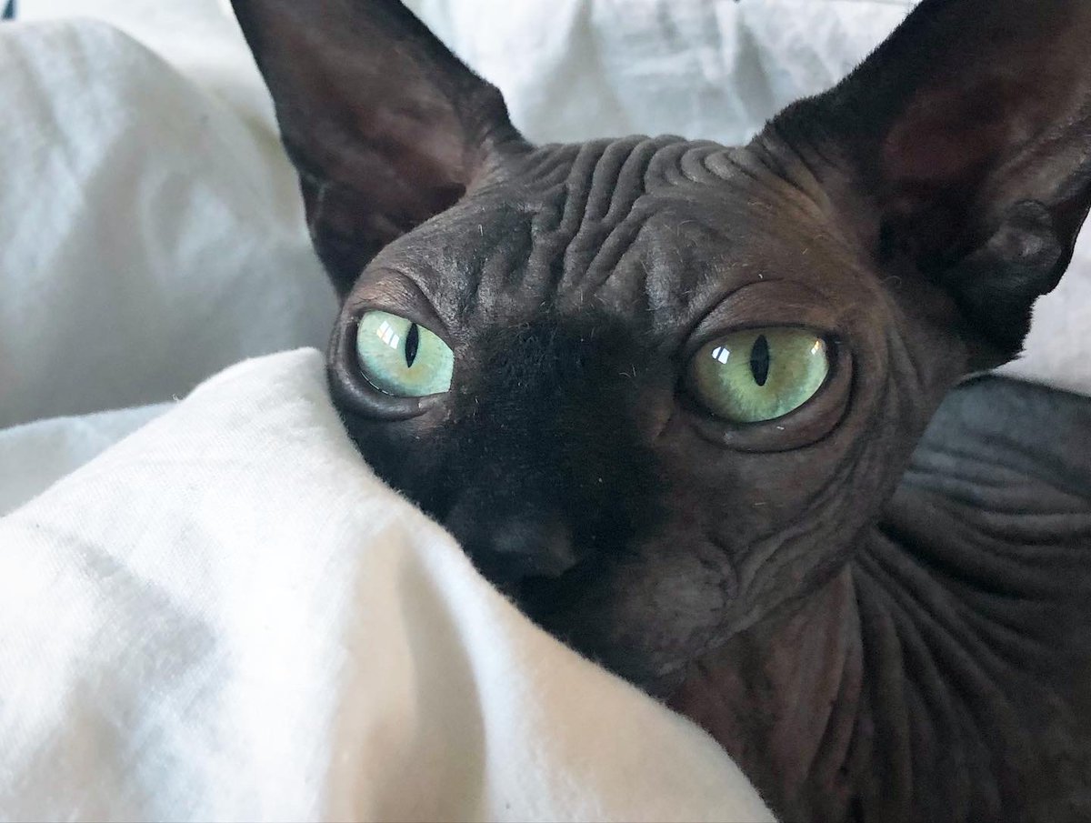 Lazarus, my Sphynx cat, and his Instagram! I don't have the live stream up (we mostly spent it talking about how he's toilet trained!), but you can catch wonderful updates of him here: https://www.instagram.com/lazarus_sphynxcat/