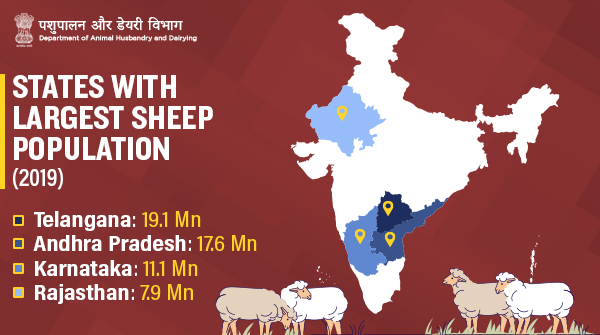With 74.26 Mn count in 2019, #sheep accounted for ~13.8% of #NewIndia's total #livestock #population. As per the 20th Livestock Census, #Telangana recorded the highest rise of 48.51% in #SheepPopulation, as compared to the previous census!
#AnimalWealth
