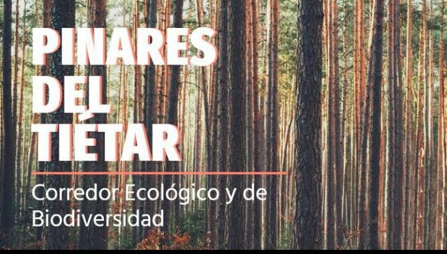 LOS PINARES DEL TIETAR en 2 minutos
🎞Video aquí 🎞
⬇️⬇️⬇️⬇️
youtu.be/bj1Knj6JfrE 
#talayuela