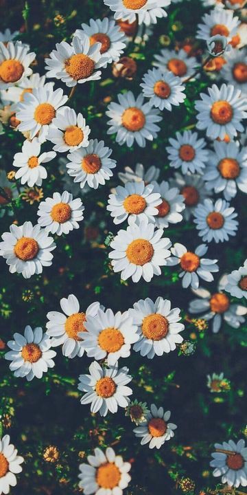 avokadonisom's tweet photo. Günün serisi gelsin o zamann
Duvar Kağıdı serisi 5 : Çiçekler🌻🌹
#duvarkağıdı #çiçek #gül #ayçiçeği #wallpaper #nbfc #nbfcplus https://t.co/g5RvxAZk5n