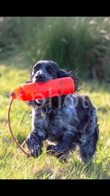 LydiaBrowne1's tweet photo. @SpanielAidUK He would fit in here perfectly with Minnie Mouse 😍 https://t.co/TlUkKqGmDo