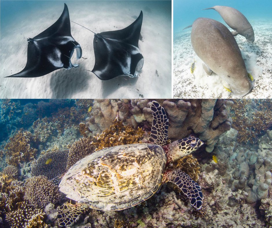 Protect Ningaloo tweet media