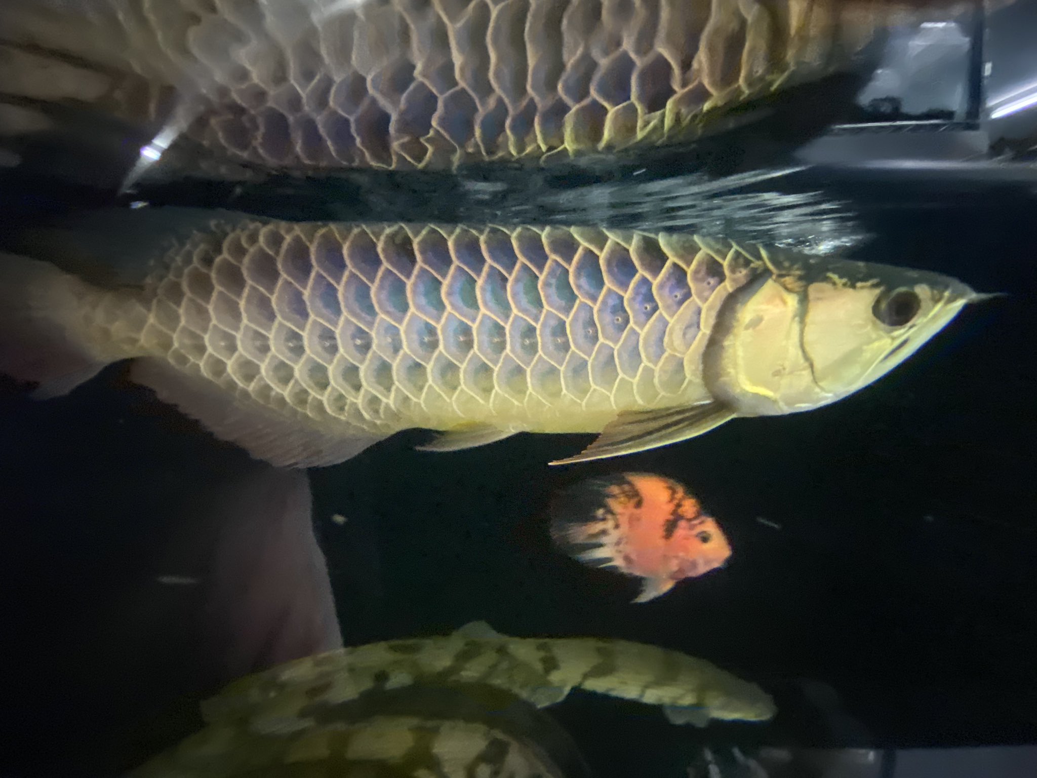 リミックスみなと熱帯魚 160 藍底過背金龍入荷しました かなり青の強い個体で基底鱗もビッチリ光ってます 藍底で背中迄巻くのは中々いないですよ 全部の写真は水槽照明無しで撮影しました 45cm 暗めの環境で飼うと青味を残しやすです