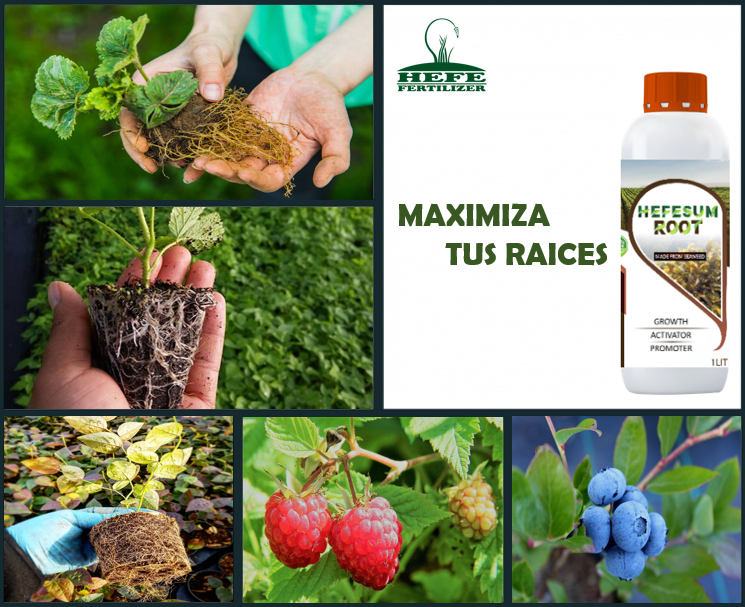 HefeFertilizer's tweet photo. ¡¡MAXIMIZA TUS RAÍCES!! https://t.co/AG1mDngkFT