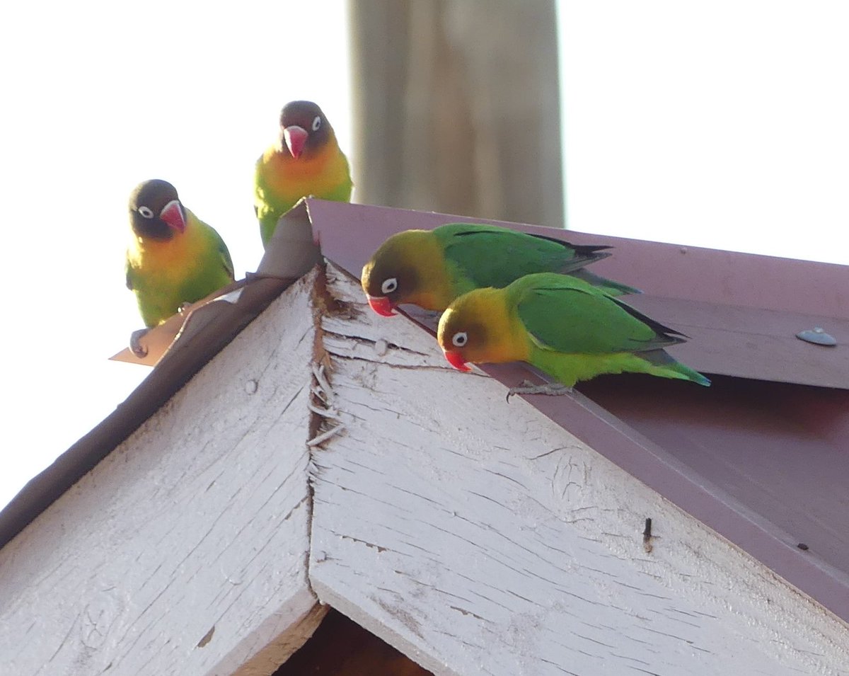 duekersascha's tweet photo. Please RT. Are you conducting field research on African #lovebirds or know anyone that does or has? If so please get in touch. We are conducting a review of research and conservation priorities for lovebirds and we need your help! #Agapornis #ParrotScience #Ornithology https://t.co/sPWKZmwrgg
