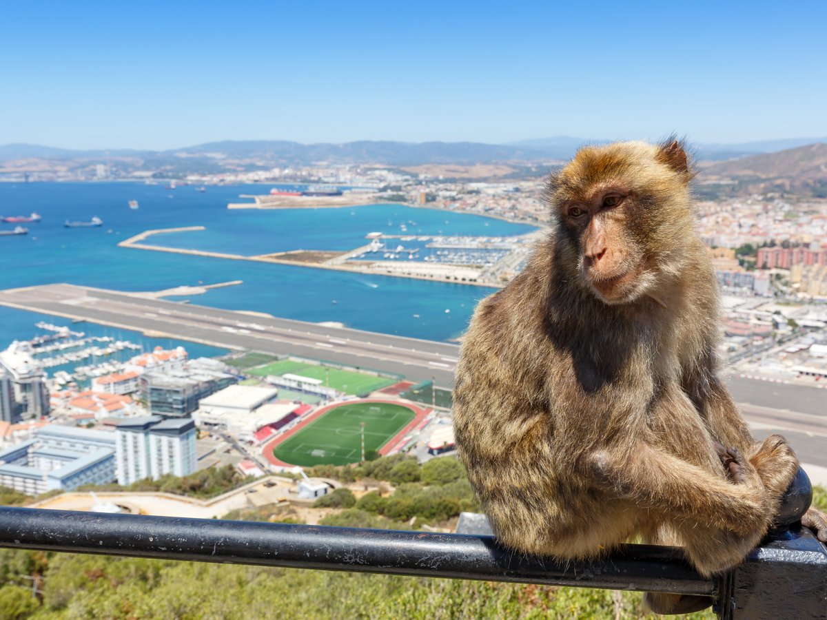 BorderGibraltar's tweet photo. @Maggie_Perhaps @BelfastAgmt My Barbary Macaques are in fine fettle! Europe's only wild monkeys!
🐒🙊🙈🙉
¡Mis macacos de Berbería están en plena forma!
¡Los únicos monos salvajes de Europa! https://t.co/1vvESPJdE7