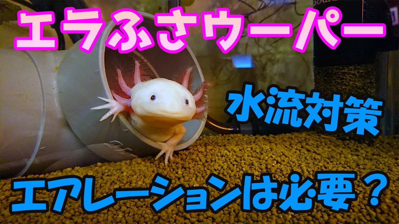とんとんチャンネル ウーパールーパー飼育 エラふさウーパーうちの飼い方 エアーレーション 水流対策について T Co Sy8eixdrou 水流対策 エアーレーション ウーパールーパー ウーパールーパー水槽 ウーパールーパー飼育 ウーパールーパー とんとんチャンネル ウーパールーパー飼育 エラふさウーパーうちの飼い方 エアーレーション 水流対策について T Co Sy8eixdrou 水流対策 エアーレーション ウーパールーパー ウーパールーパー水槽 ウーパールーパー飼育 ウーパールーパー