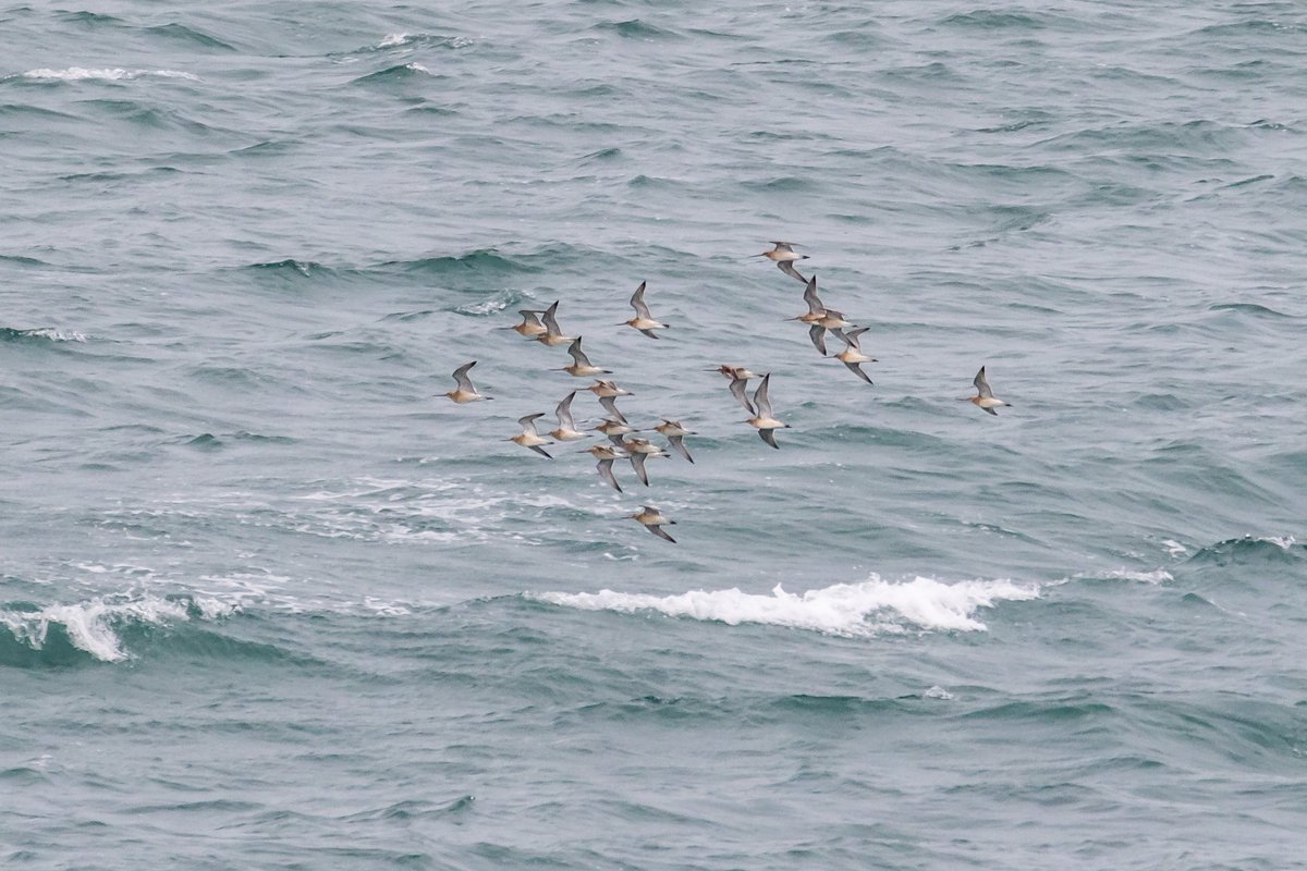 KenBarn90989771's tweet photo. Quiet at Strumble. There for one hour AM. Weather pants but porps showing well. Flock of 20 Wimbrel the highlight. @SeaTrustWales @PembsCoast @PembsBirds @wdigbirder_  #Strumble #Wimbrel https://t.co/k5otXIzWuj