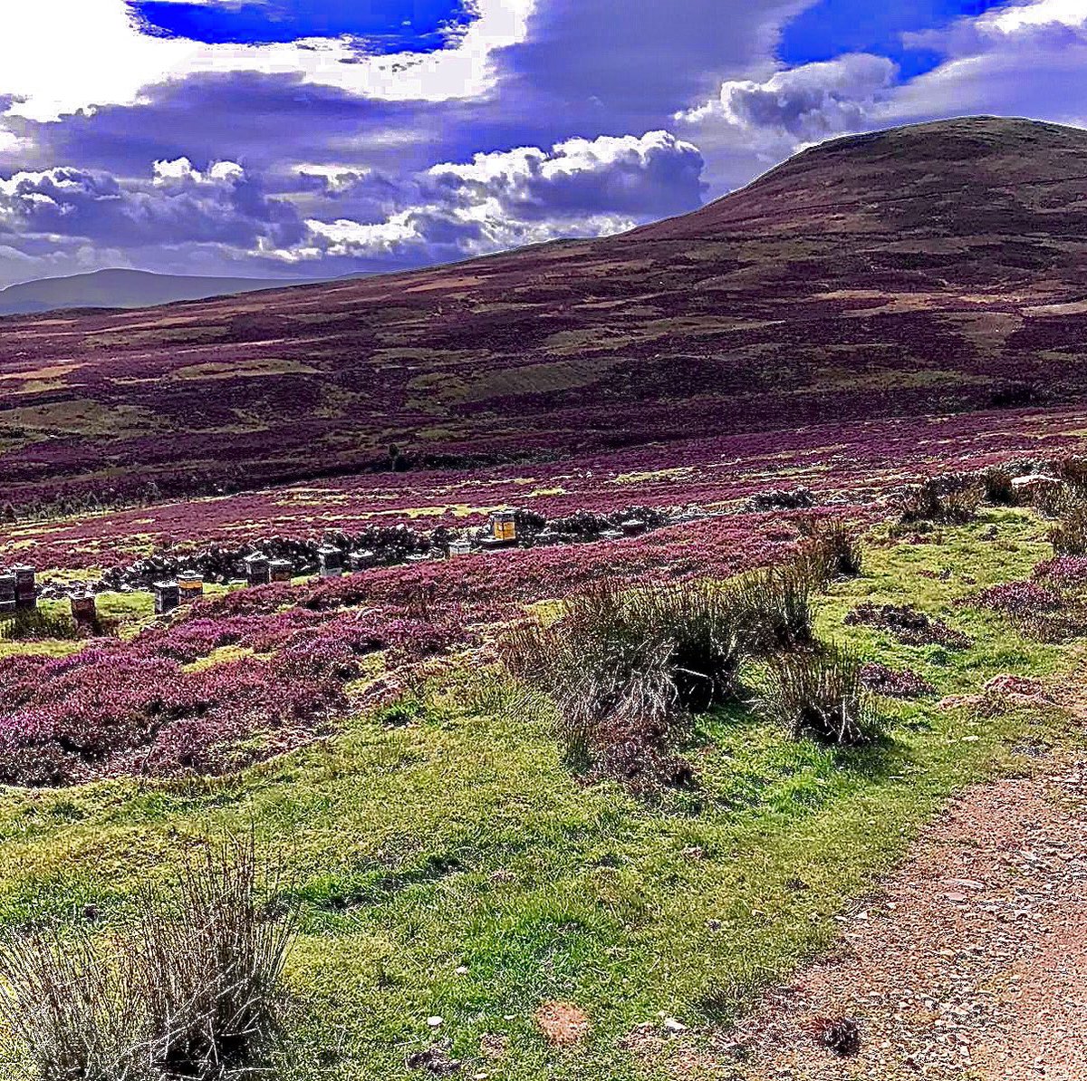 We love having our honey bees 🐝 working in harmony with our heather, the perfect relationship between flora and fauna 💜 producing gorgeous honey 🍯 whilst pollinating our beautiful moors 🌈
#heatherhoney #honeybees #harmony #ourmoors #floraandfauna #naturesrelationships #tcsmg