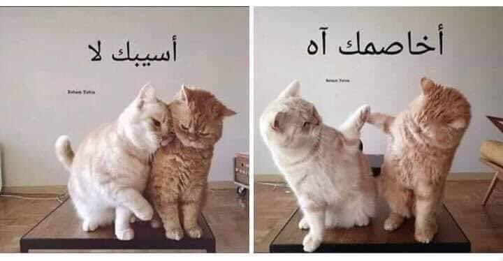 Egyptianmemees's tweet photo. لما اتخانق مع البيست فريند . https://t.co/D0H2LuASNr