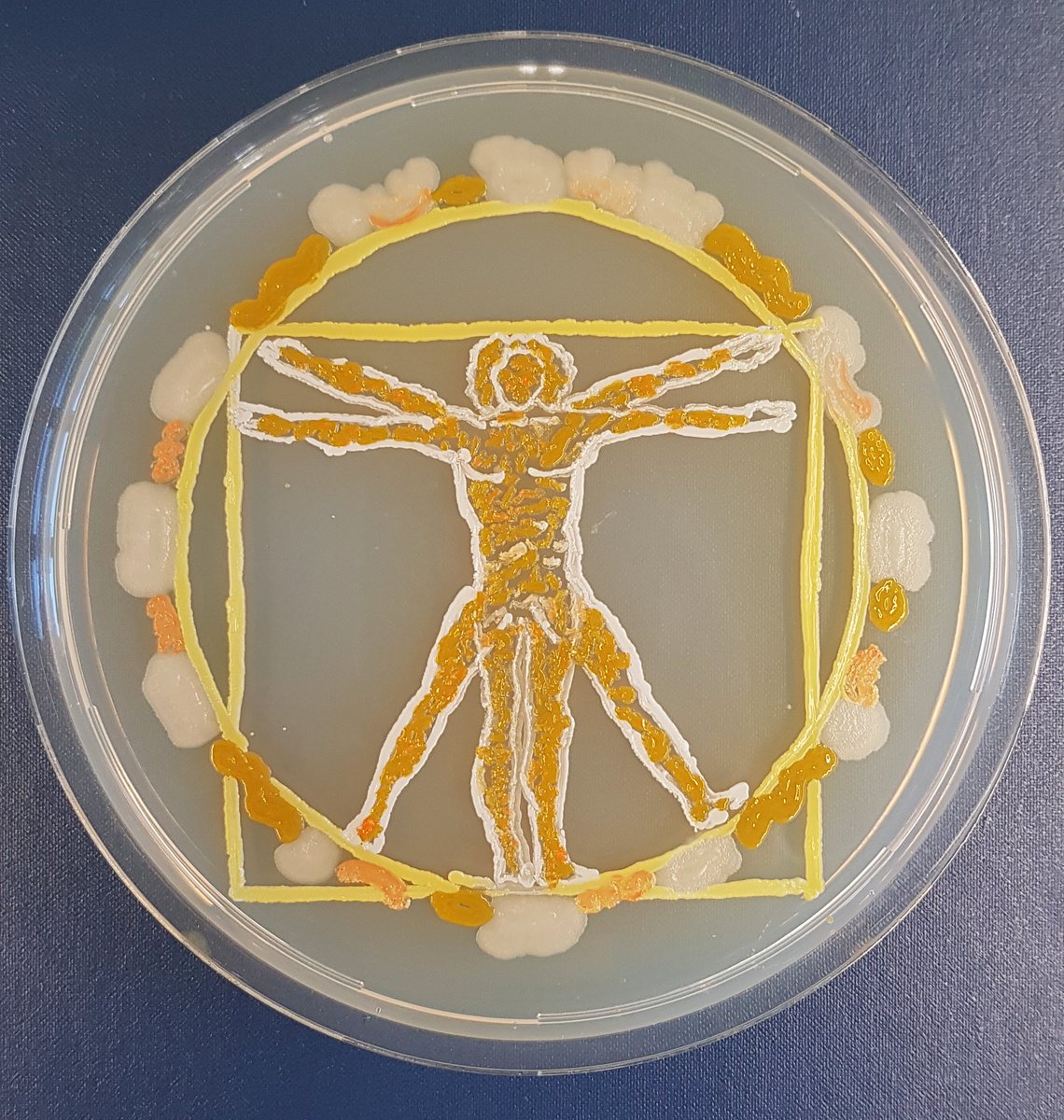 NoemieMatthey's tweet image. I am so happy to share my entry for #MicrobeArt2020 @FEMSmicro 

Agar is just another fun media you need to use when you are a sciartist 😉

We all harbor a gigantic treasure: our microbiome!
The bacteria used were isolated from human mouth/skin. 

#InternationalMicroorganismDay