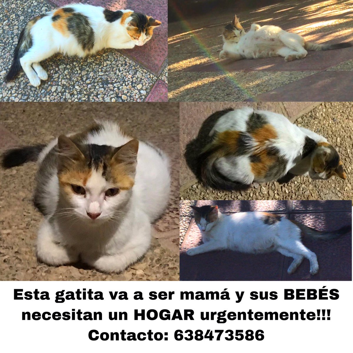 valibrea's tweet photo. REGALO GATITOS https://t.co/ehIVoDPrHi