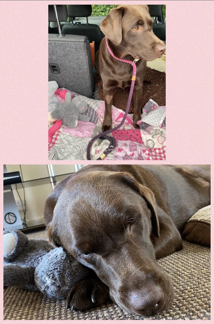 TailsOfElsaAbby's tweet photo. Abby & bunny before & after laser this morning. The difference is amazing @cedarmountvets #bestvets https://t.co/meX8ZoOEX5