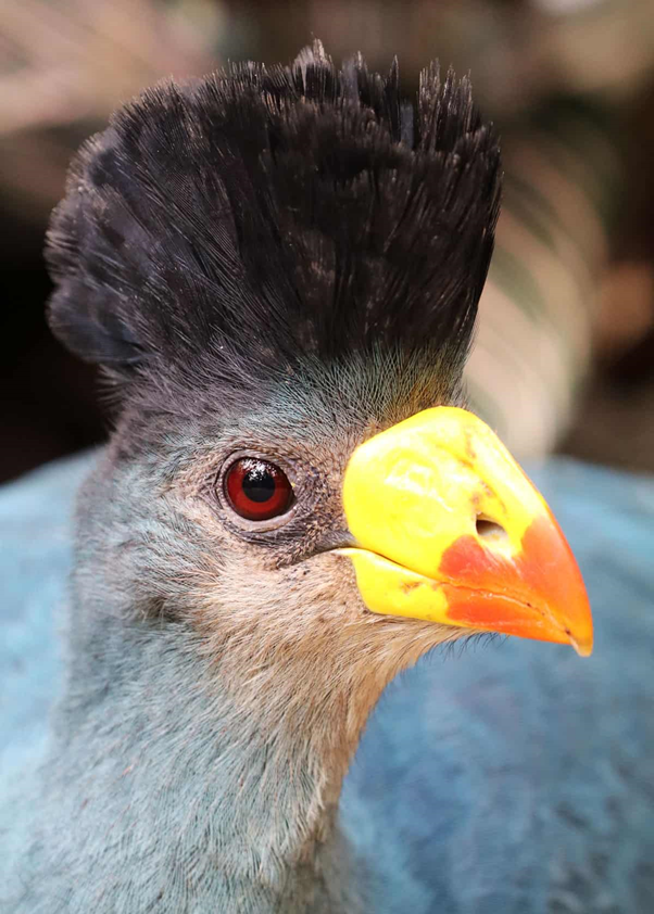 LifetimeSafari's tweet photo. Do you know me? I am a great blue turaco...
Come and meet me in Tanzania.
Direct Contact here
https://t.co/wccCJNksqs
Whatsapp +255 75 5419246
#blueturaco #Birdingsafari #Lakemanyara #Ngorongoro #Tarangire #Serengeti
#lifetimesafari https://t.co/TphHtREUP3
