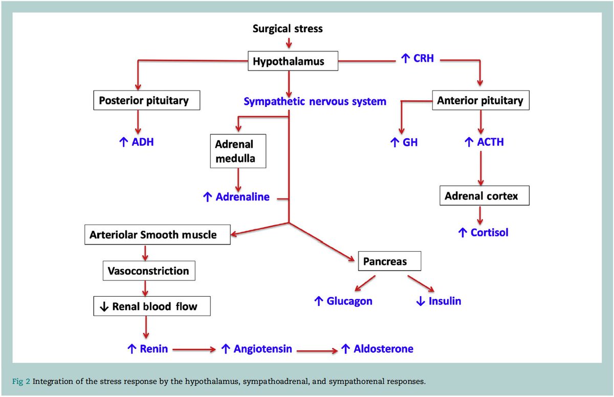BJAJournals's tweet photo. Anaesthesia, analgesia and the surgical stress response

Plasma cortisol levels can remain elevated for 7 days after major surgery; Explore the hypothalamic-pituitary -adrenal (HPA) axis

@barbaracusack89 @Mater_ICU

#BJAEducation

https://t.co/H5lS2HKlLp https://t.co/MIzU2oFTUV