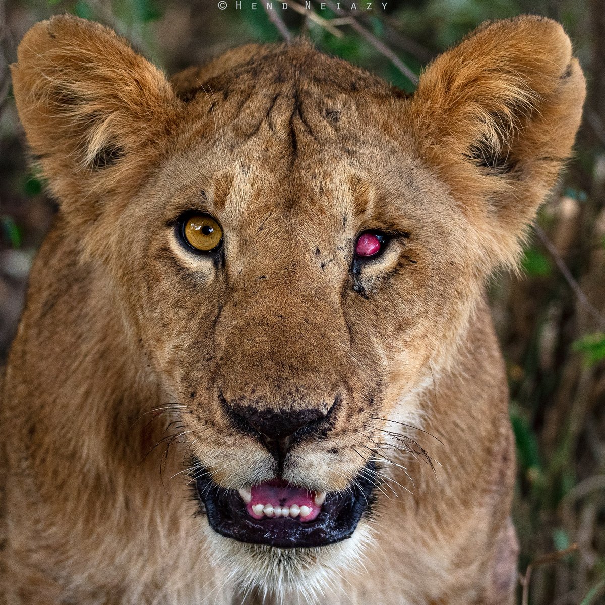 survivor 🦁🐾
masai mara national reserve - Kenya

#masaimara #kenya #wildlife #wildlifephotography #lionking #lion #lionsofmasaimara #nikonmea #nikonkenya #naturelover #wild #natgeomagarab #NatGeoWild #natgeoyourshot