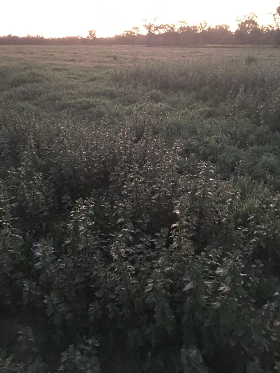 emmamweston's tweet photo. Anyone recognise this “crop”? Clue: it’s not one we have been asked to add to the commodity or variety list on the @Agri_Digital platform or #Waypath as yet? https://t.co/tPGWQKBCNg