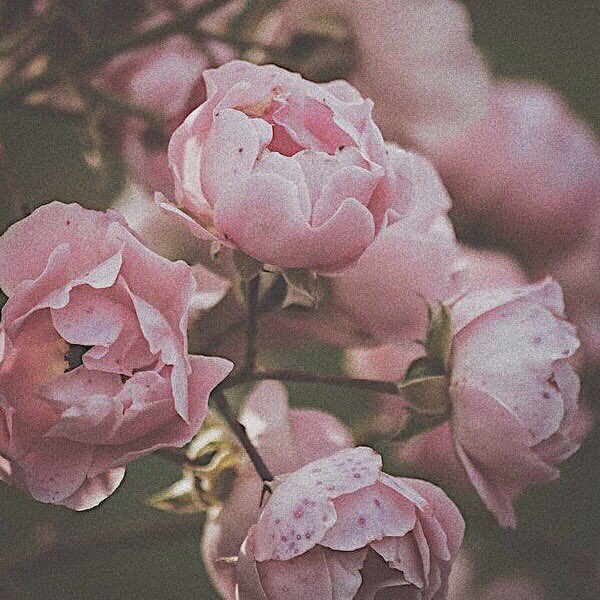 wonwoo as flowers because he is as pretty as them  @pledis_17 ✿