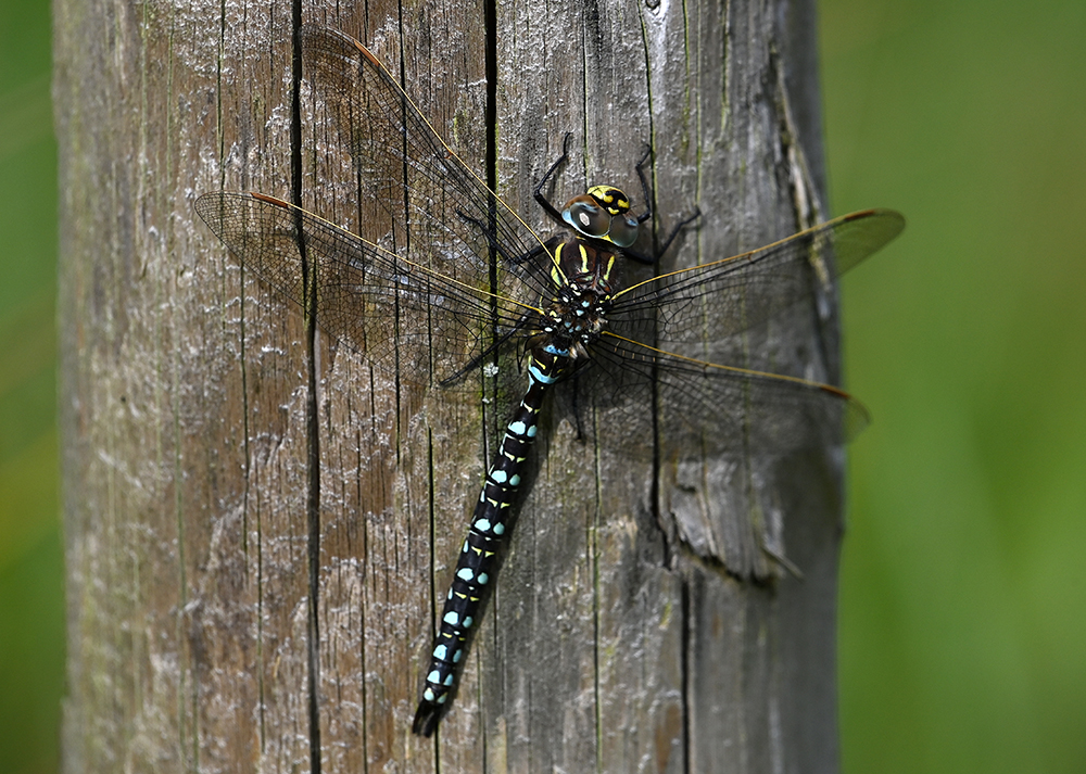 andyjonesfoto1's tweet photo. Male & Female Common Hawker Dragonflies, Taddington Moor, Derbyshire - 6th Sept 2020. @Natures_Voice @peakdistrict @PeakDistrictNT @BDSdragonflies #commonhawker #hawker #dragonfly #PeakDistrict #Local https://t.co/e7DHPa4zI2