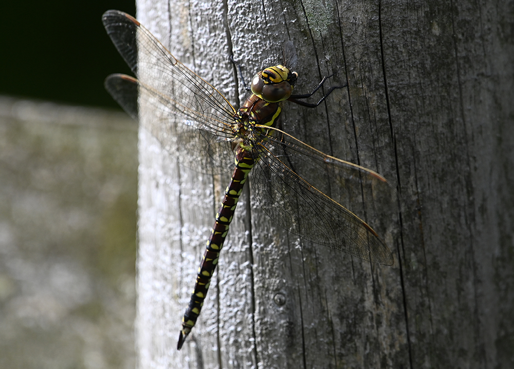 andyjonesfoto1's tweet photo. Male & Female Common Hawker Dragonflies, Taddington Moor, Derbyshire - 6th Sept 2020. @Natures_Voice @peakdistrict @PeakDistrictNT @BDSdragonflies #commonhawker #hawker #dragonfly #PeakDistrict #Local https://t.co/e7DHPa4zI2