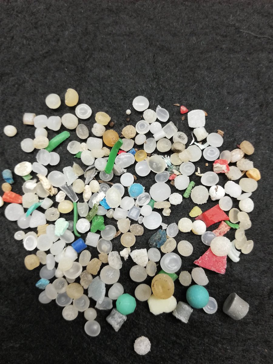 hideotakepi's tweet photo. 海辺のマイクロプラスチックをどうしたらいいでしょうか？けっこうありますよ！レジンペレットが、輸送中にもれるそうですが？本当はどうなのでしょうか？#マイクロプラスチック#海洋ゴミ#レジンペレット# https://t.co/EH57n3Pgzj