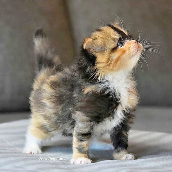 catsflok's tweet photo. #cat #caatlover #catmom #kitten #catofthedsay #cutecat #cats #catsofinstagram #meowed #catlady https://t.co/rQyrbGkcyM