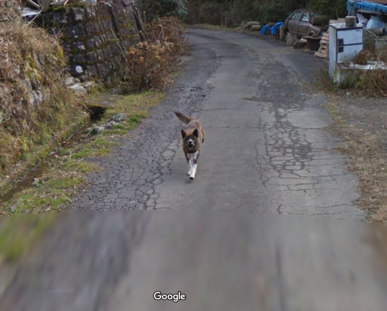 廃村一歩手前の集落を映すストリートビューに Googleの車を追う放し飼いの犬が映っていて微笑ましい 現在は廃村しており 犬も犬の飼い主もいない模様 Togetter 廃村一歩手前の集落を映すストリートビューに Googleの車を追う放し飼いの犬が映っていて微笑ましい 現在は廃村しており 犬も犬の飼い主もいない模様 Togetter