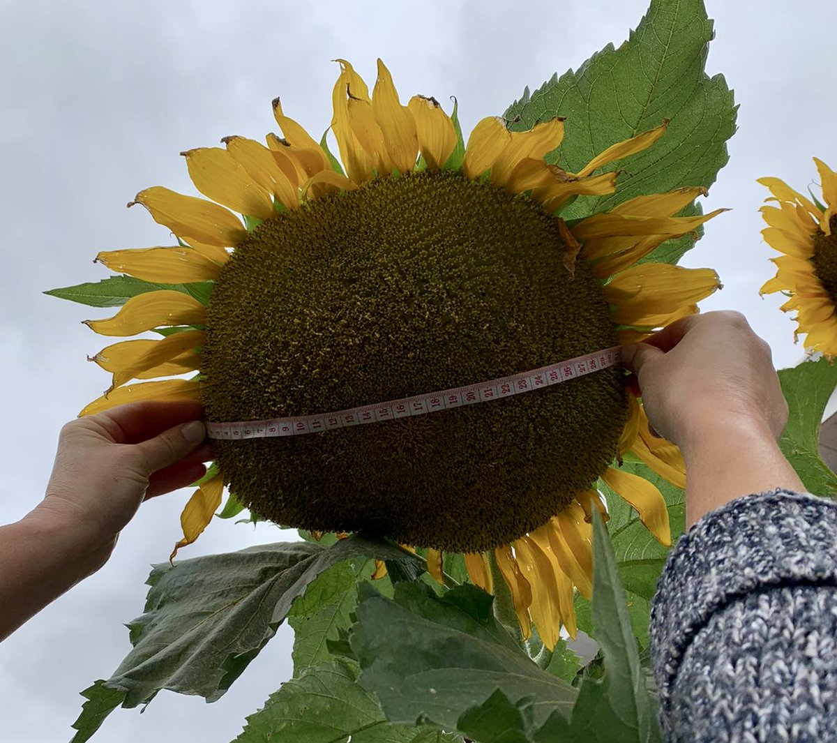 AcquireCare's tweet photo. Congratulations to every one who entered our Sunflower Competition.
🌻The winner of the Child Category was Emma Hager. 
🌻The winner of the Adult Category was Reece Stewart. 
Read more here:
https://t.co/rbuoCTb4uj https://t.co/6pLYGB9d0d