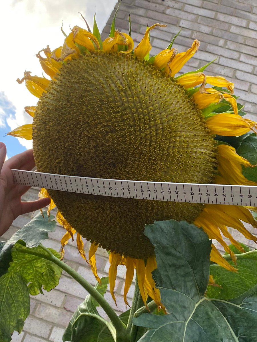 AcquireCare's tweet photo. Congratulations to every one who entered our Sunflower Competition.
🌻The winner of the Child Category was Emma Hager. 
🌻The winner of the Adult Category was Reece Stewart. 
Read more here:
https://t.co/rbuoCTb4uj https://t.co/6pLYGB9d0d