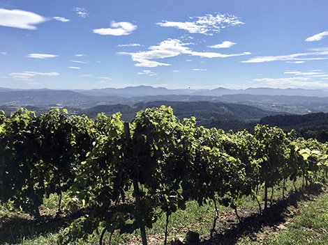 Our winery to watch in September is <a href="/DonieneG/">Doniene Gorrondona</a> , a veteran name in <a href="/BizkaikoTxako/">Bizkaiko Txakolina</a> crafting pure, distinctive txakolis and successfully experimenting with niche wines ow.ly/rlLg50BjJd2