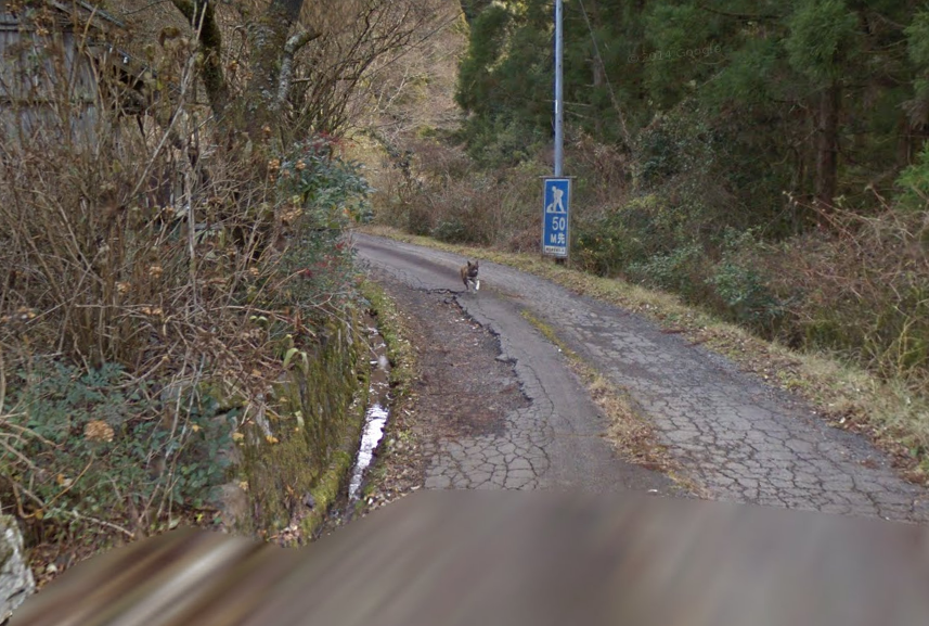 發現到一隻在全力追著Google Map車子的狗狗 EhTuxvVVoAIpHeG