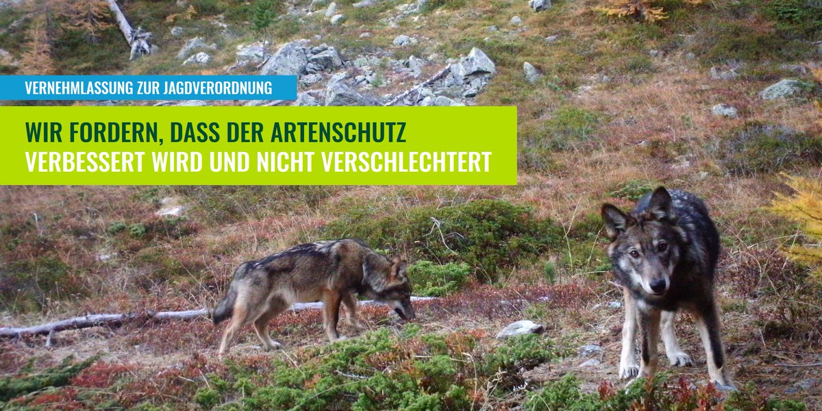 Kein anderes OECD-Land hat so viele bedrohte Tierarten wie die Schweiz. Deshalb braucht es ein Jagd- und Schutzgesetz, das den Schutz verbessert, nicht noch verschlechtert. Das neue #Jagdgesetz entspricht dem in keiner Weise. Unsere Stellungnahme 👉 bit.ly/3jQf9RV