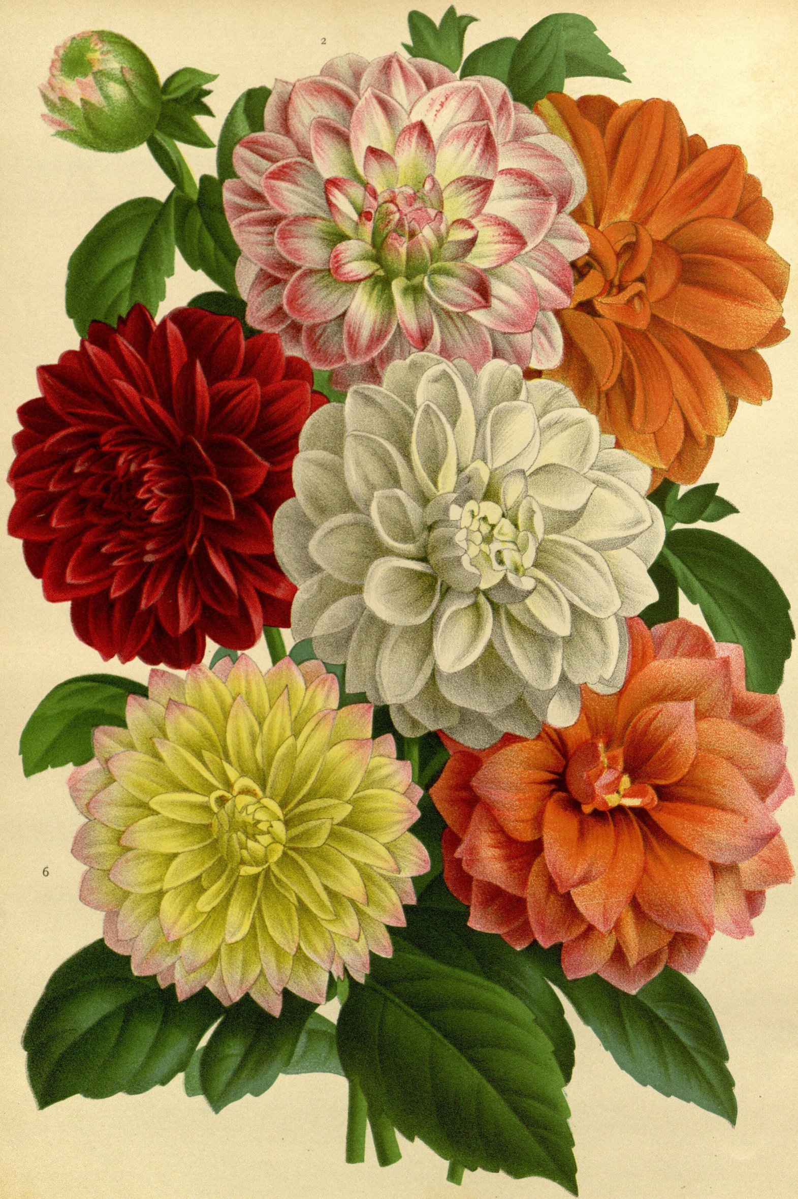Георгина Botanical