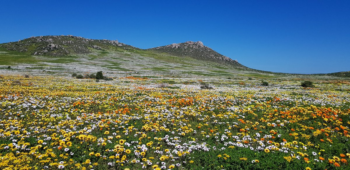 CanExplore's tweet photo. Had such an incredible day at @WestCoastNP 😁🌼

(Warning: flower spam incoming)

#gowestcoastway #WeskusBeskus https://t.co/kg4MYg51UD