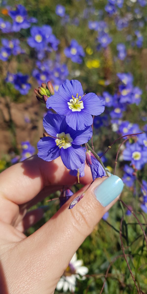 CanExplore's tweet photo. Had such an incredible day at @WestCoastNP 😁🌼

(Warning: flower spam incoming)

#gowestcoastway #WeskusBeskus https://t.co/kg4MYg51UD