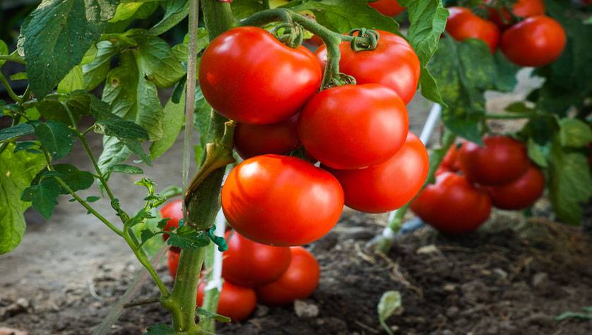 9/ And so it was that in 2005, New Jersey's state legislature declared the tomato, a fruit, as the official state vegetable!So kids, next time your parents tell you to eat your vegetables, grab yourself a nice, ripe red tomato and tip a hat to John Nix and his failed fight.