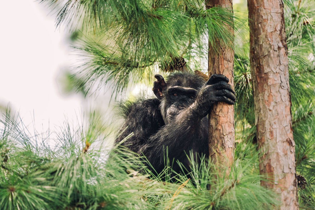 ChimpHaven's tweet photo. Is there anything better than a Golden Oldie peeking out from the treetops? At 60 years old, Sandy's still climbing and making retirement look good. 💪 😎 https://t.co/nEkLKS49Je