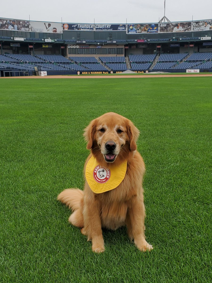 BatdogRookie's tweet photo. Today would have been our last @TrentonThunder game of the season. I really missed being on the field with the players & retrieving their bats. I also missed meeting the fans & I feel bad that they never saw Dash as a puppy. I hope that 2021 will be so much better, I can't wait! https://t.co/08yjWNKCkU