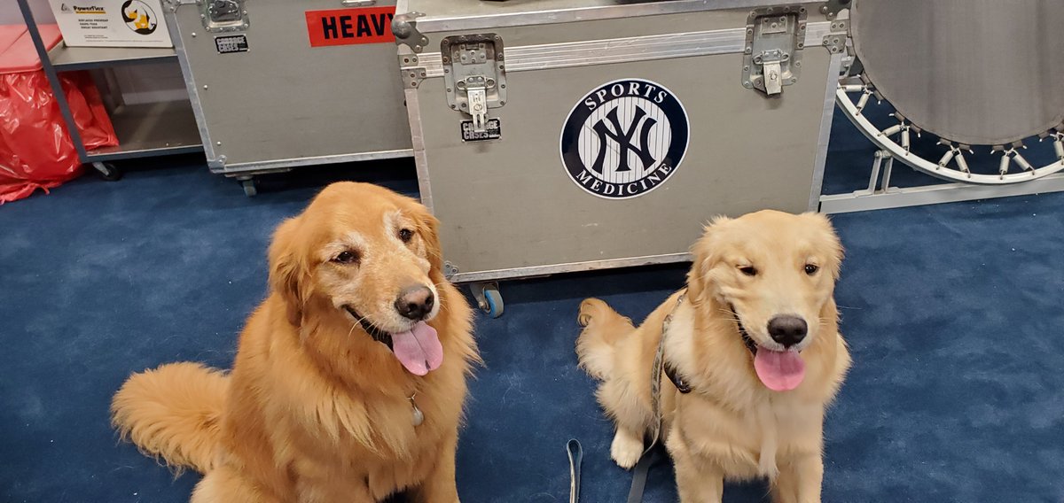 BatdogRookie's tweet photo. Today would have been our last @TrentonThunder game of the season. I really missed being on the field with the players & retrieving their bats. I also missed meeting the fans & I feel bad that they never saw Dash as a puppy. I hope that 2021 will be so much better, I can't wait! https://t.co/08yjWNKCkU