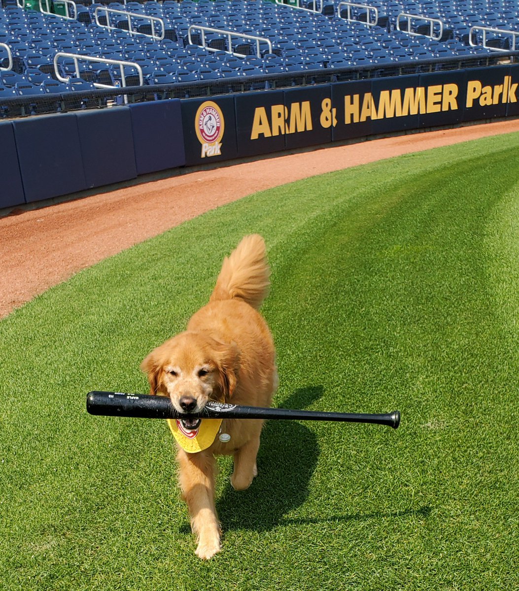 BatdogRookie's tweet photo. Today would have been our last @TrentonThunder game of the season. I really missed being on the field with the players & retrieving their bats. I also missed meeting the fans & I feel bad that they never saw Dash as a puppy. I hope that 2021 will be so much better, I can't wait! https://t.co/08yjWNKCkU