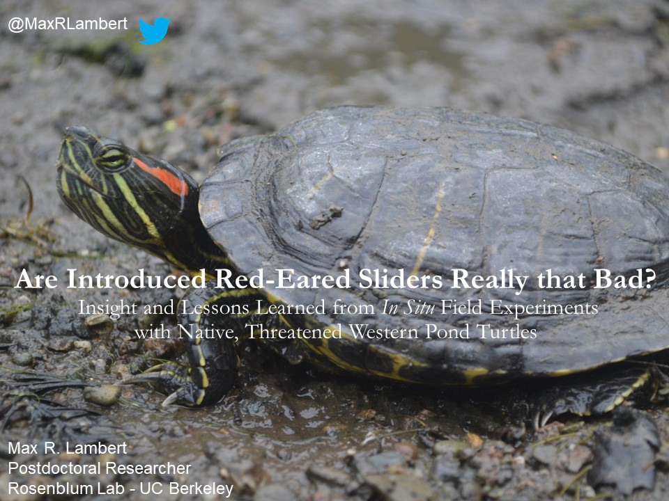 MaxRLambert's tweet photo. Interested in 🐢?

My @TurtleSurvival talk on red-eared sliders, "one of the world's worst introduced" species &amp; imperiled western pond turtles is Thursday, September 10 at 1:15pm (Eastern)

The talk is free to watch!

Link here, day of: https://t.co/lo3gV5LZXE https://t.co/Iq3begEq4r