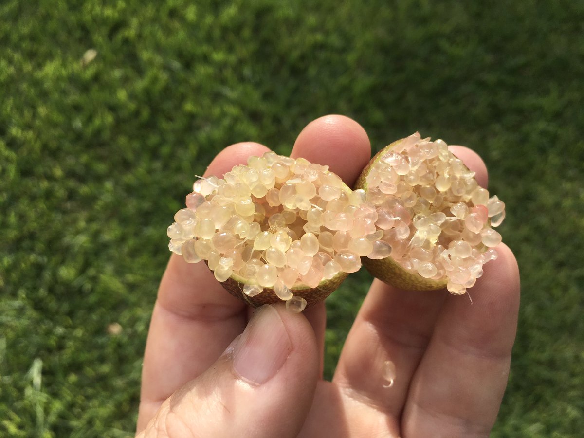 Budhashand's tweet photo. Tiempo de Caviar Cítrico. Si te gusta lo ácido, lo cítrico, lo floral lo perfumado...lo fuerte. ¡Búscalo! Y ponlo allí donde van bien esas cualidades a las que añadirás, textura y hasta sonido porque es crujiente. https://t.co/K3Q63wk594