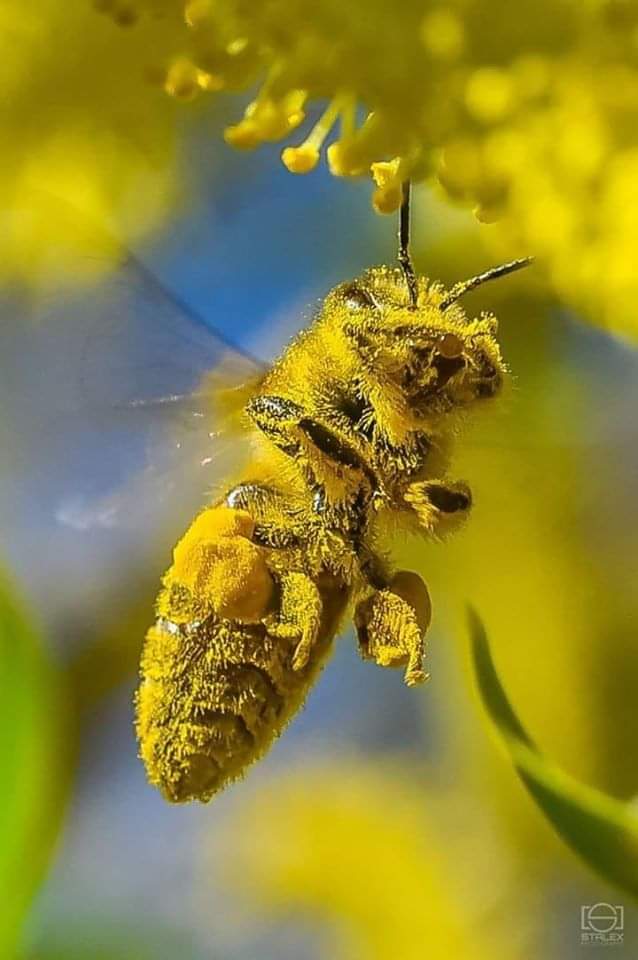 ecocolmena's tweet photo. La abundancia vestida de amarillo https://t.co/Osq31Nk4bm