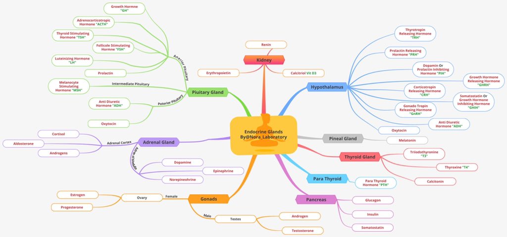 وبسم الله نبدأ ثريد جديد Endocrine System Twitter Thread From Nora Al Harbi Nora Laboratory Rattibha