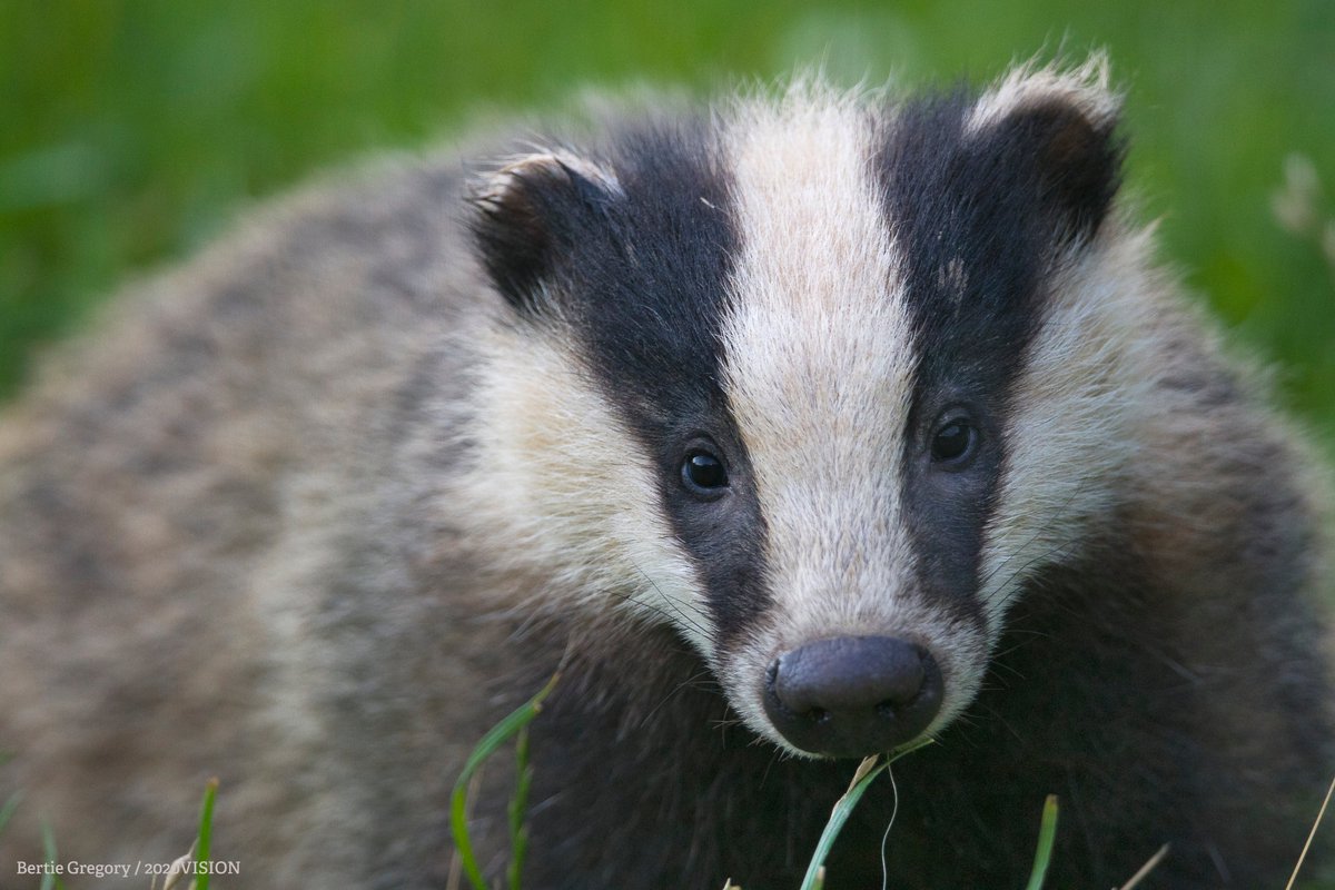 The Wildlife Trusts tweet media